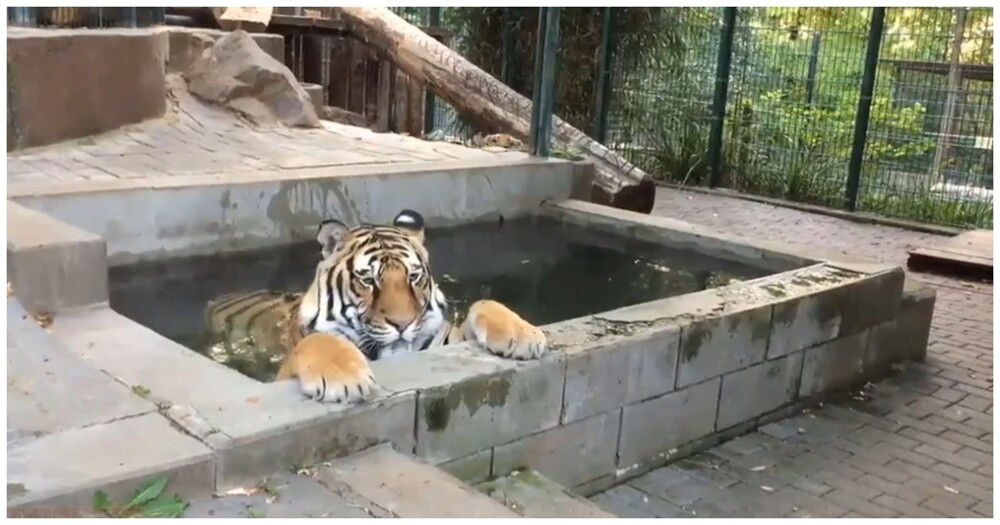 Тигру не дали расслабиться в бассейне