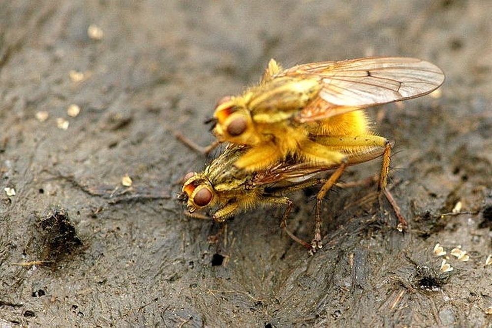 Навозная муха. Scathophaga stercoraria. Навозная Муха желтая. Навозница рыжая Муха. Навозница желтая.