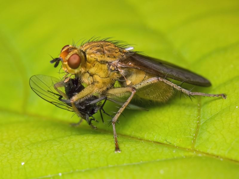 Навозная муха - насекомое, которое приносит пользу