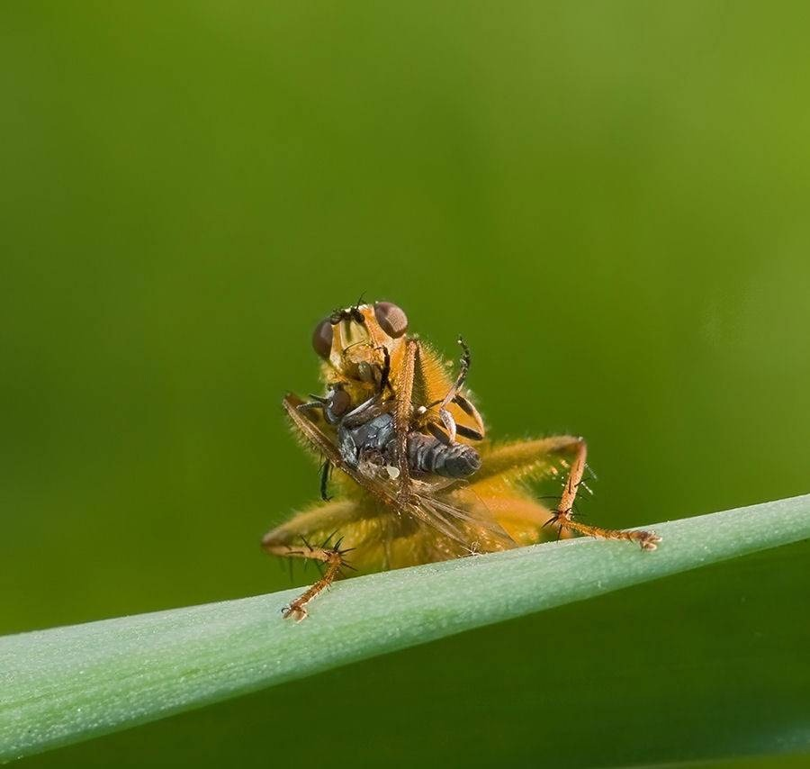 Навозная муха - насекомое, которое приносит пользу