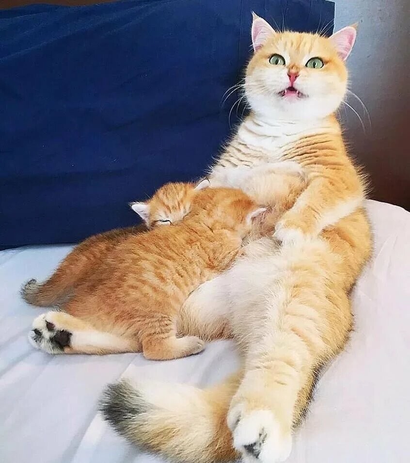 Кошки - мамы