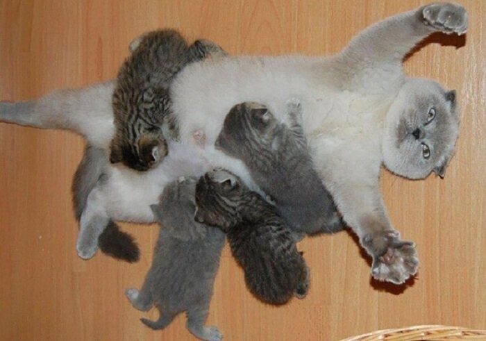 Кошки - мамы