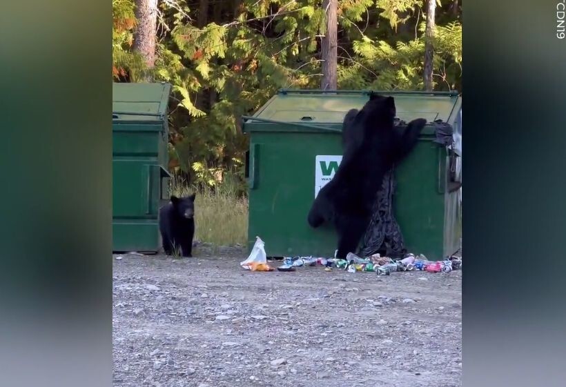 Мужчина помог выбраться застрявшему в мусорке медвежонку