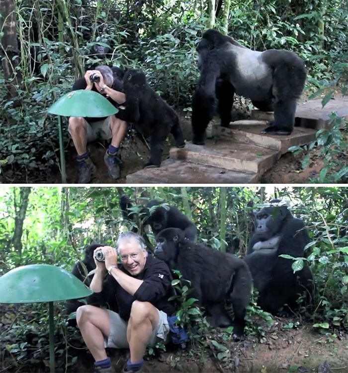 6. Семья горилл знакомится с фотографом