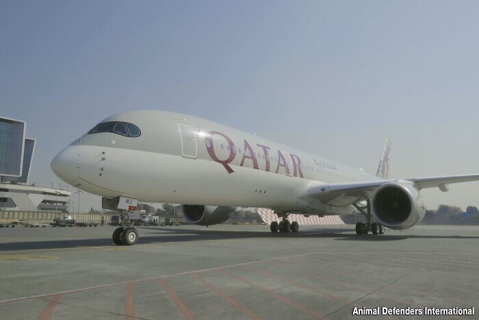 Тут на помощь пришла благотворительная программа Qatar Airways — авиакомпания предоставила широкофюзеляжный самолет на одном из своих пассажирских маршрутов и пожертвовала место на борту для льва