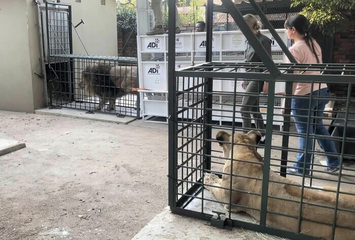 Зоозащитники спасли льва, который провёл 6 лет в клетке в полном одиночестве