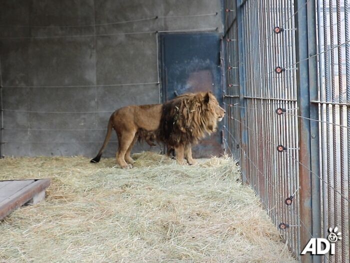 Зоозащитники спасли льва, который провёл 6 лет в клетке в полном одиночестве