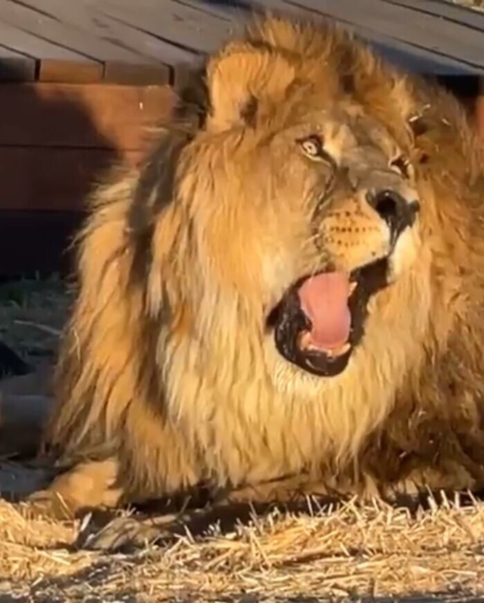 Его рев становится все сильнее и громче, пока он слушает рев своих соседей-львов