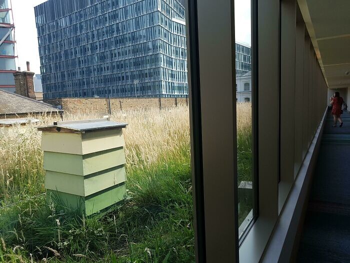 20. «Этот отель в центре Лондона держит пчелиные ульи на крыше»