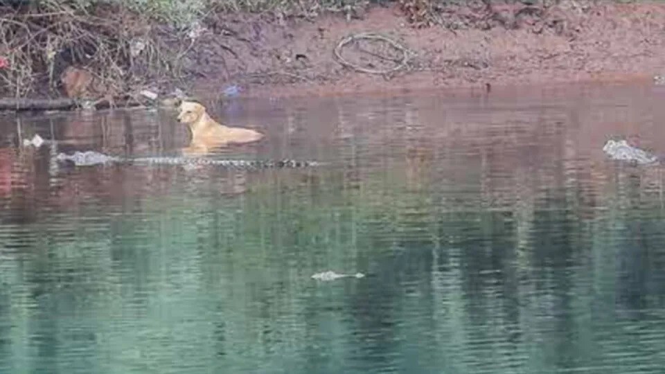 Крокодил спас жизнь собаке, вытолкнув её из реки