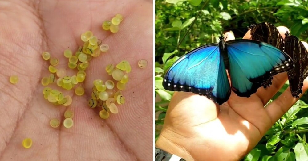 15 сравнений, демонстрирующих невероятные перевоплощения яиц различных насекомых во взрослых особей