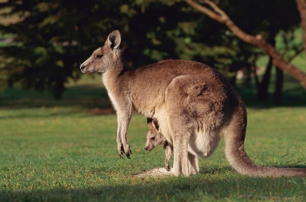 14. У самки кенгуру 3 влагалища и 2 матки. Третье влагалище формируется только во время беременности