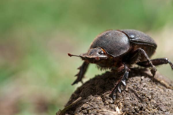 12. Навозные жуки при передвижении ориентируются по Млечному Пути - например, доставляя скатанные шарики из навоза в свои норы