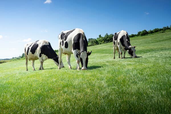 15. Коровы — самые смертоносные животные в Великобритании. Этот факт признало местное Управление по охране здоровья и технике безопасности