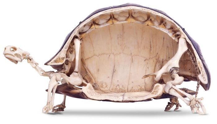 13. У черепах самый странный скелет