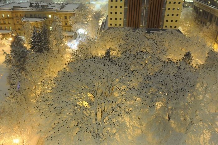 2. Как выглядят сотни ворон на верхушках заснеженных деревьев ночью