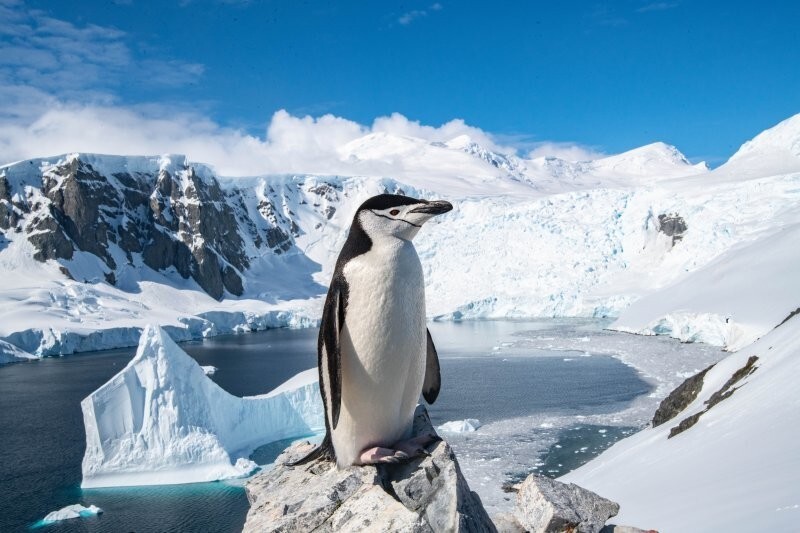 Пингвинам Антарктики грозит вымирание