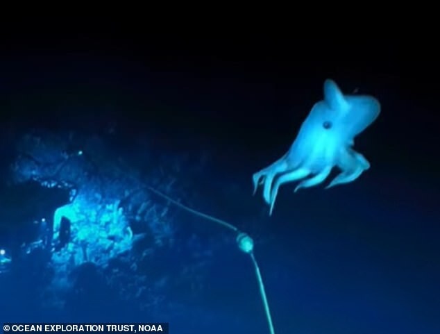 Призрачный осьминог Дамбо замечен у берегов Гавайских островов