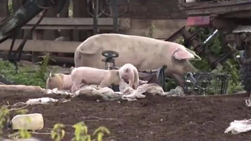 Жители Свердловской области оказались в заложниках у свиней