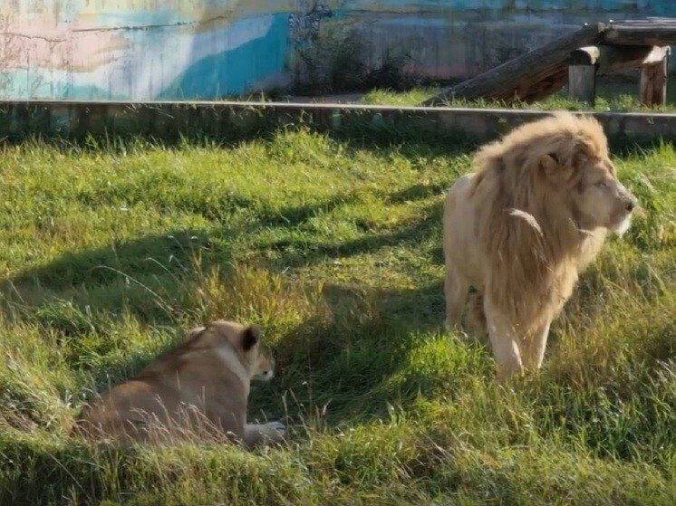 В Ярославском зоопарке подружились белые львы