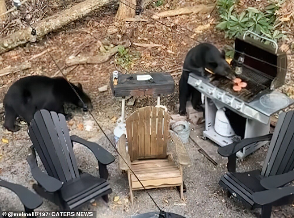 Пикник плюшевых мишек: медведи пришли в гости на барбекю