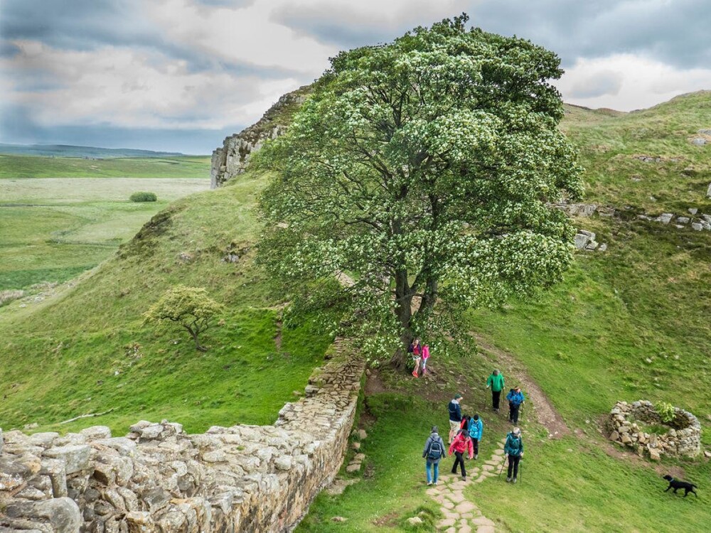 Вандал спилил самое знаменитое дерево Британии