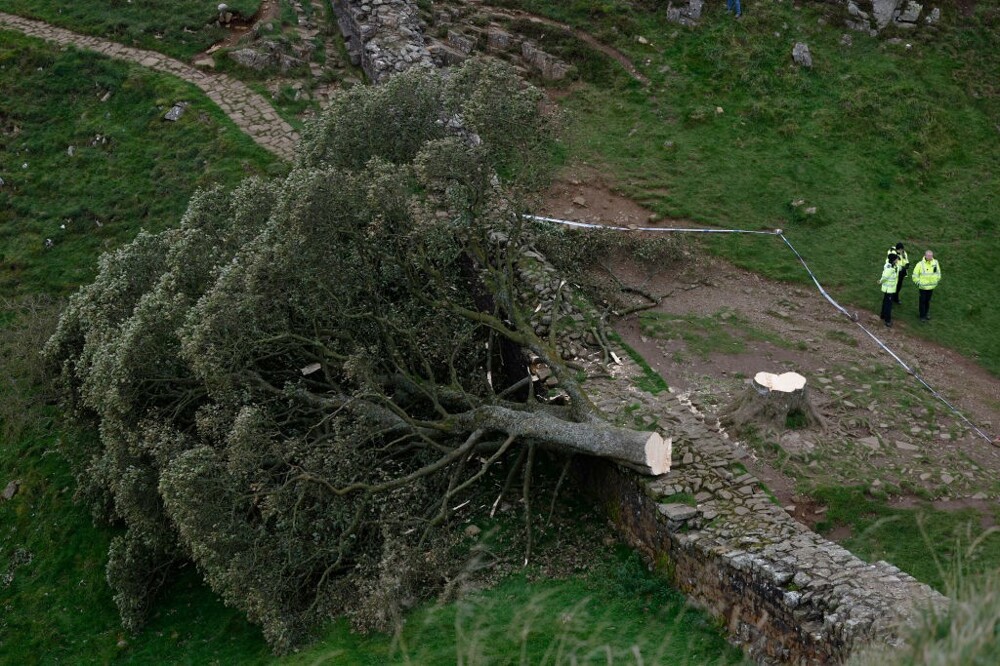 Вандал спилил самое знаменитое дерево Британии