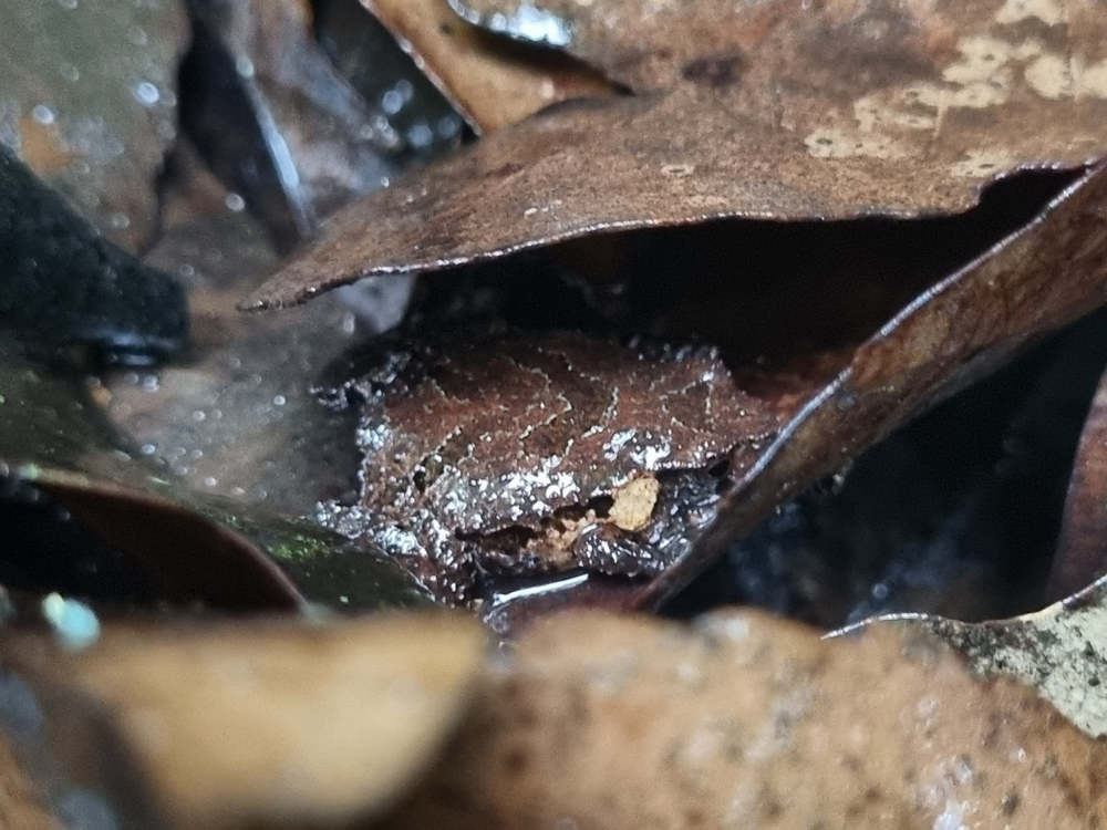 Сумчатая жаба: они буквально засовывают головастиков в карманы на теле