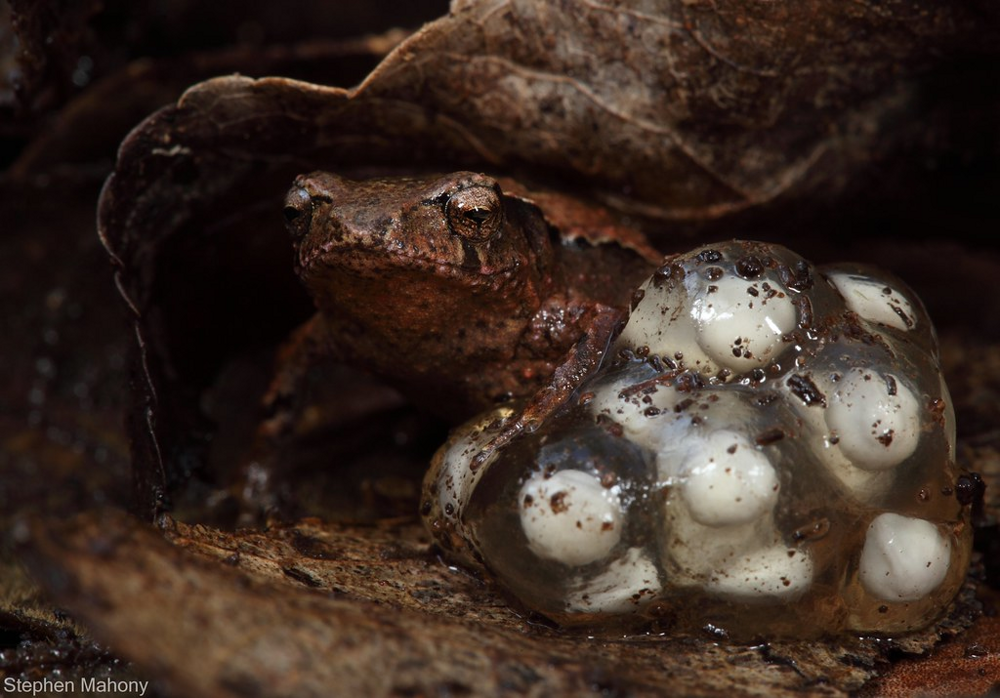 Сумчатая жаба: они буквально засовывают головастиков в карманы на теле