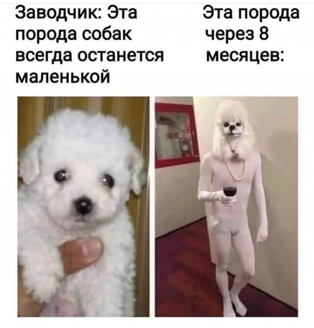 Скрины из соцсетей 