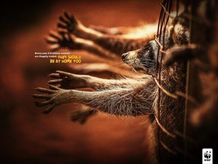 13. Реклама Всемирного фонда дикой природы от DDB Worldwide, Эквадор: «Они тоже должны быть дома»