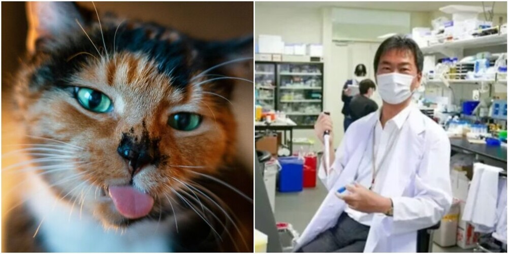Японский учёный придумал, как продлить жизнь кошкам