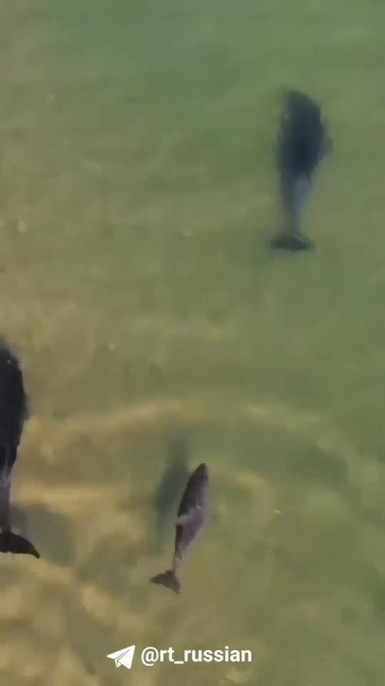 Семью дельфинов сняли на видео у самого берега на пляже в Анапе 