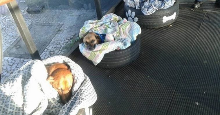 1. Автовокзал в Бразилии принимает бездомных собак и делает для них кровати, чтобы они не мёрзли ночью