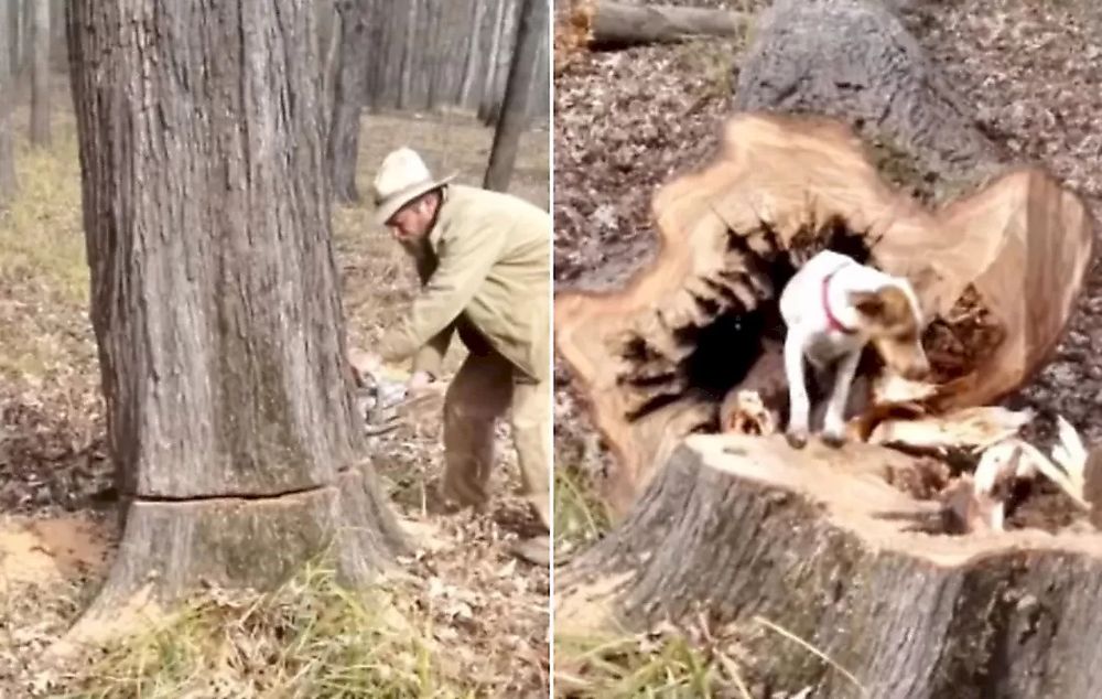 Мужчине пришлось спилить дерево, чтобы спасти четвероногого друга