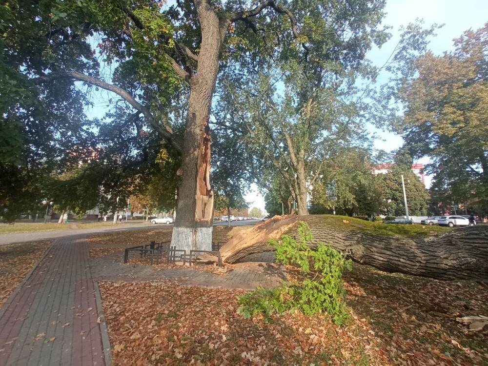 В Орле раскололся знаменитый дуб, посажённый в честь отмены крепостного права