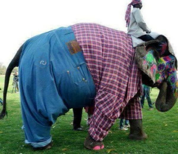 4. В Индии можно увидеть слонов в разной одежде