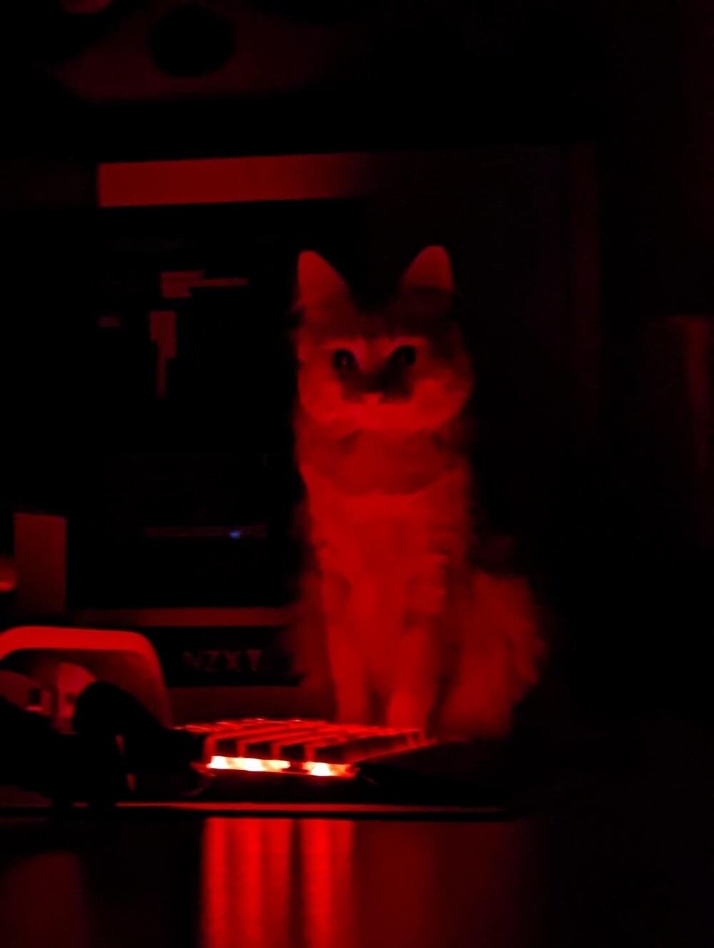 7. Моя кошка ночью всё время наступает на клавиатуру