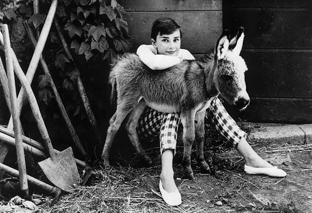 15. Одри Хепбёрн со своим домашним осликом, 1955 год