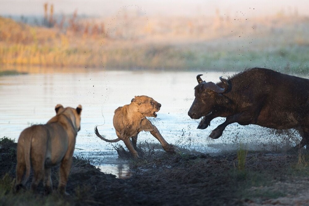 Мощь и сила: грозный африканский буйвол