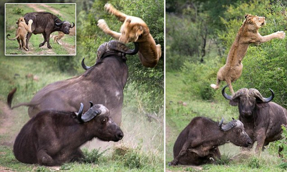 Мощь и сила: грозный африканский буйвол