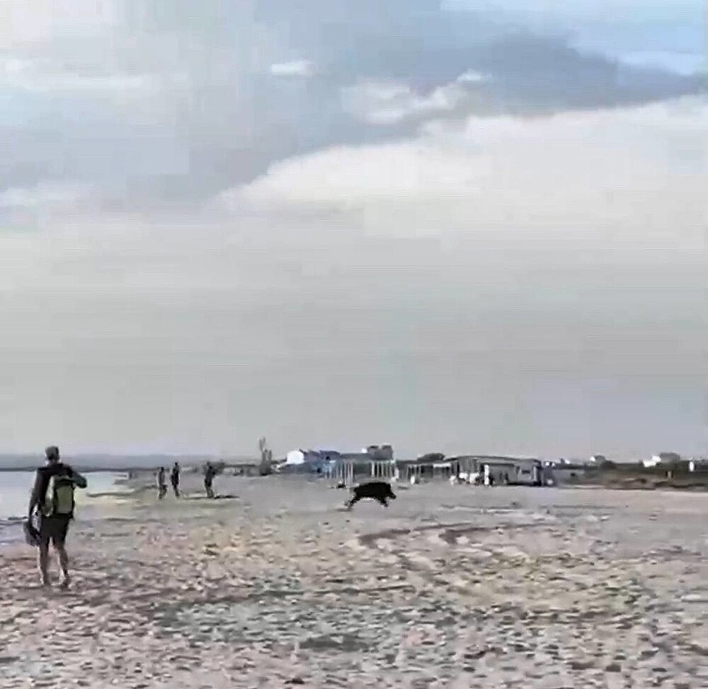 Кабан и море. В Крыму дикий кабанчик распугал отдыхающих, выскочив на пляж из моря