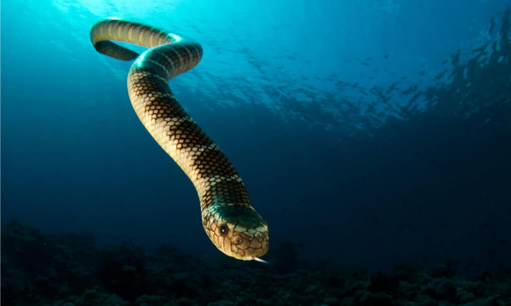 Морская змея, чей яд в разы мощнее яда кобры