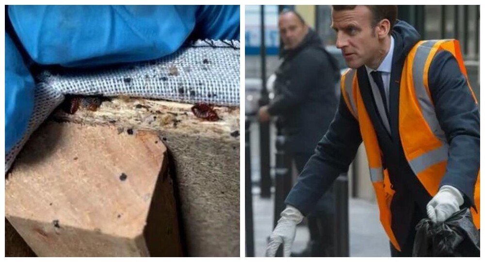 Францию заедают постельные клопы. В стране готовят законопроект по борьбе с насекомыми