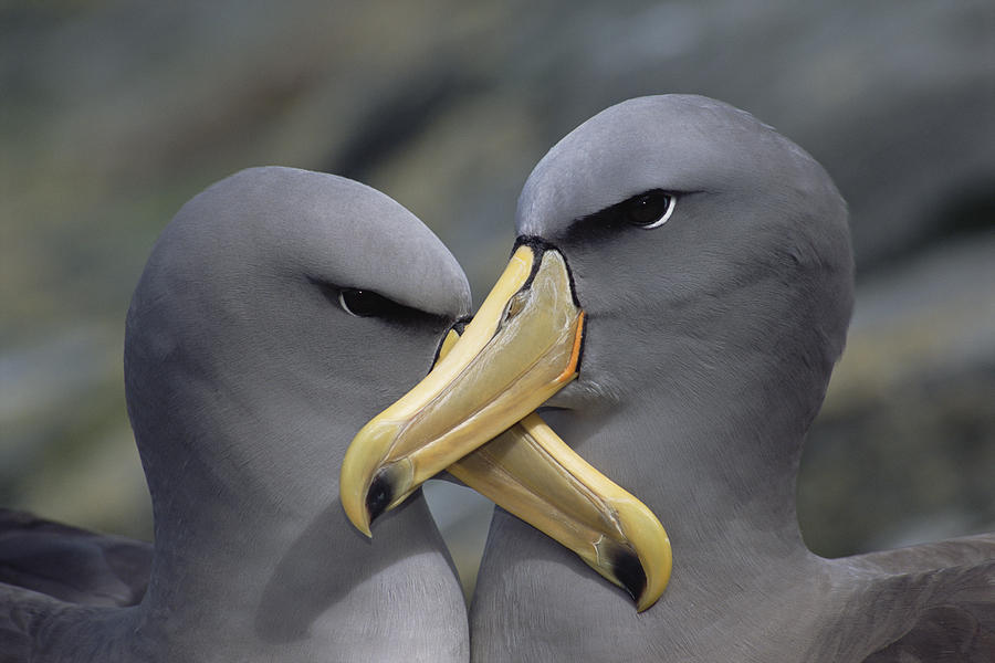 Из жизни птенцов чатемских альбатросов