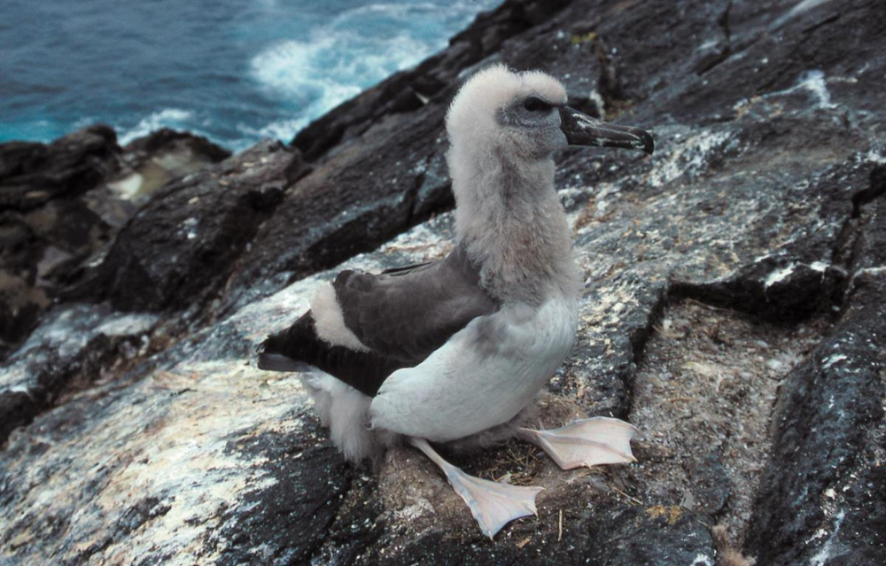 Из жизни птенцов чатемских альбатросов