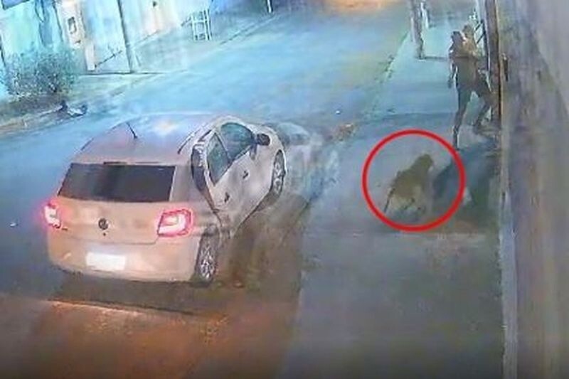 В Бразилии полицейский несколько раз выстрелил в бегущую в его сторону собаку