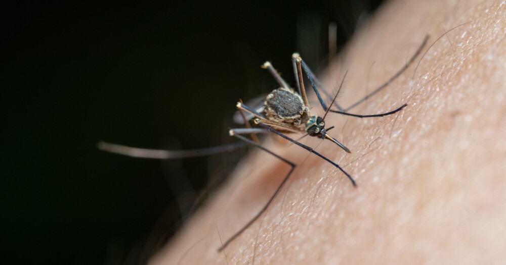 Комары могут стать настоящим кошмаром во время отдыха на природе