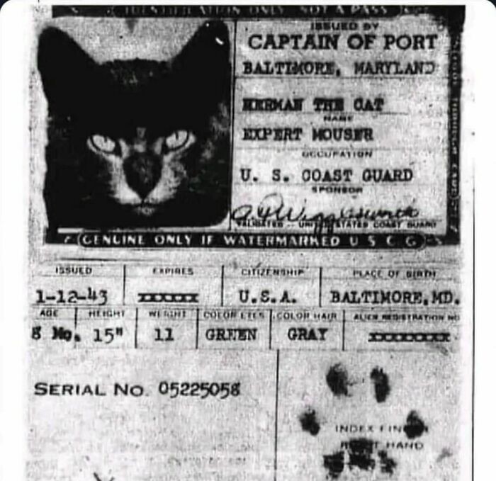 6. Кошки, которых до середины 20-го века держали на кораблях для ловли грызунов, «подписывали» свои паспорта с помощью отпечатка лап