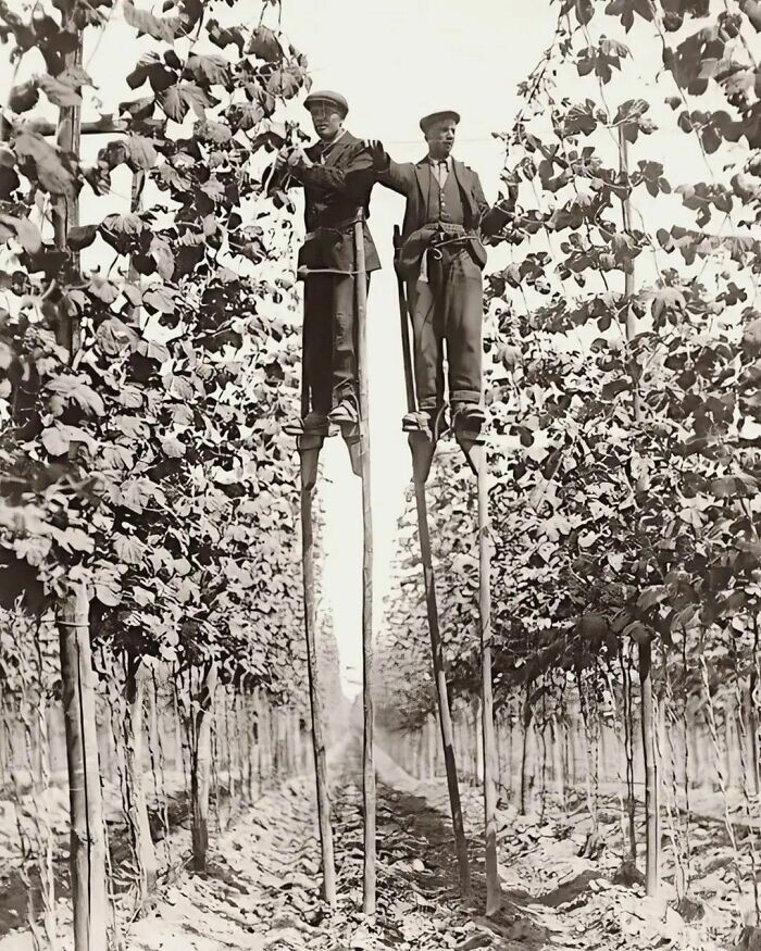 26. Сборщики хмеля на ходулях в Фавершеме, Англия, 1920 год